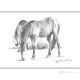 CABALLOS Dibujo con bolígrafo sobre lienzo moderno Made in Italy 